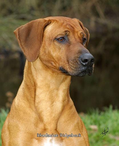 Rhodesian Ridgeback 9T020D-068.JPG